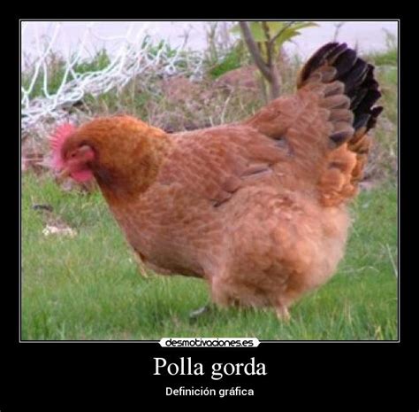 polla gordo|Google Translate.